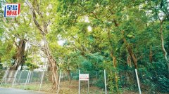 大围蚊型住宅地估值逾5亿